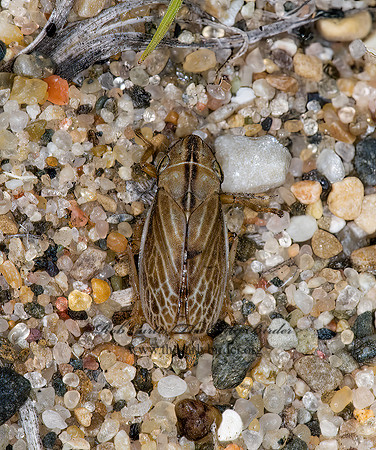 Philaenarcys bilineata 6008598z