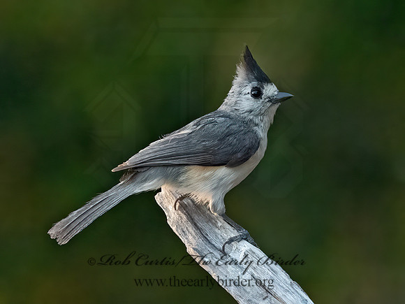Baeolophus atricristatus  BLACK-CRESTED TITMOUSE 3032942z
