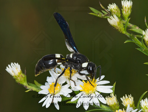 Monobia quadridens 6016547z
