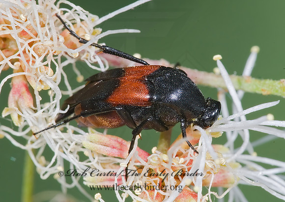 Macrosiagon cruenta 7005997z