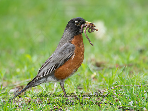 Turdus migratorius  AMERICAN ROBIN 9022228z