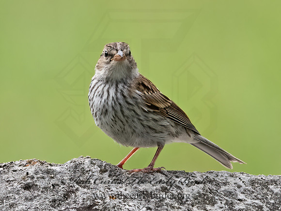 Spizella passerina  CHIPPING SPARROW 3035178z