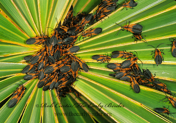 Lyconotus lateralis 248404z