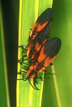 Lyconotus lateralis 248418z