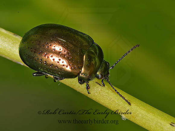 Chrysolina (Hypericia) hyperici  ST. JOHNSWORT BEETLE 9032727z