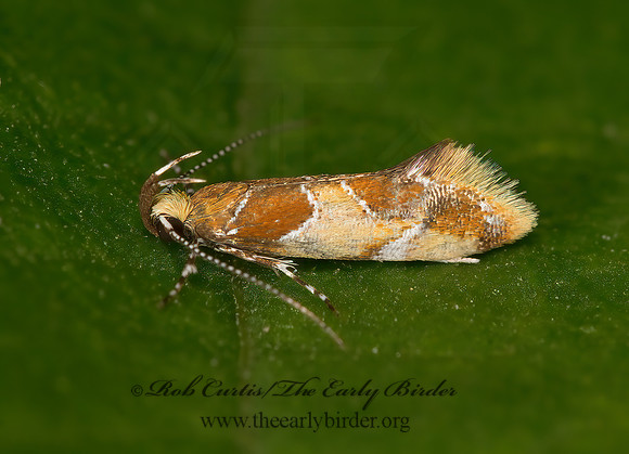 Epicallima argenticinctella  ORANGE-HEADED EPICALLIMA 9047126z