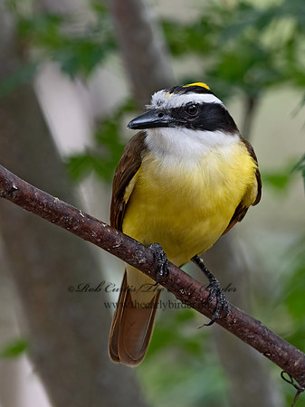 Pitangus sulphuratus  GREAT KISKADEE 3030902z