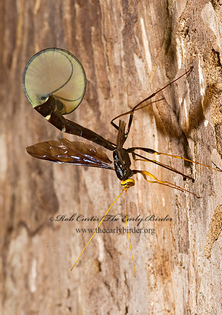 Megarhyssa atrata 8006310 Fz