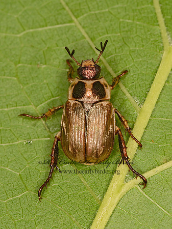Anomala orientalis  ORIENTAL BEETLE 1303918z