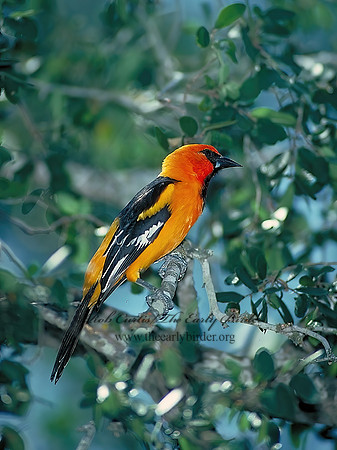 Icterus gularis  ALTAMIRA ORIOLE Altimira Oriolez