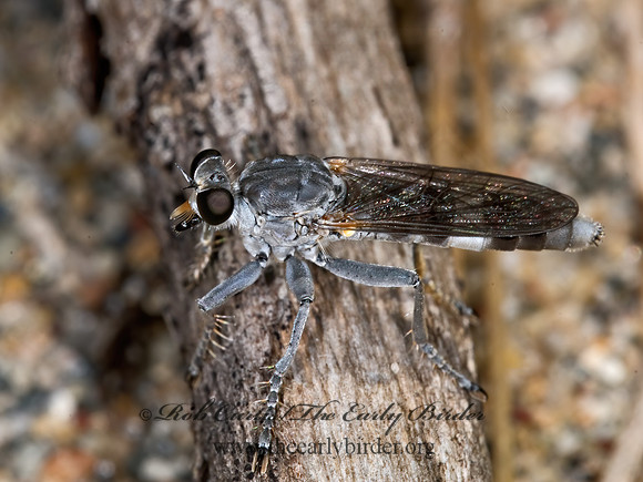 Stichopogon trifasciatus THREE-BANDED ROBBER FLY 6008581z