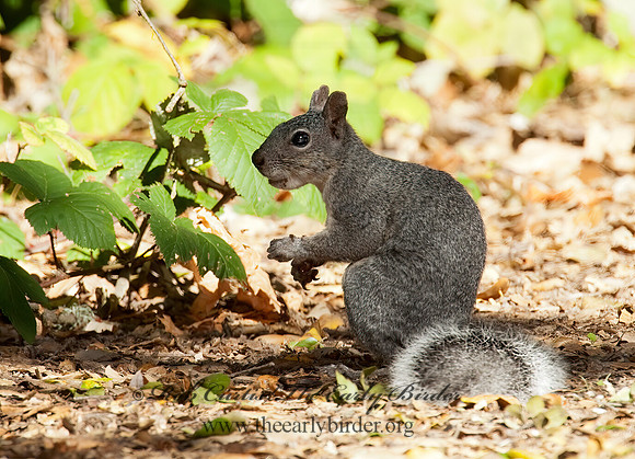 Sciurus griseus  WESTERN GRAY SQUIRREL 8020640z