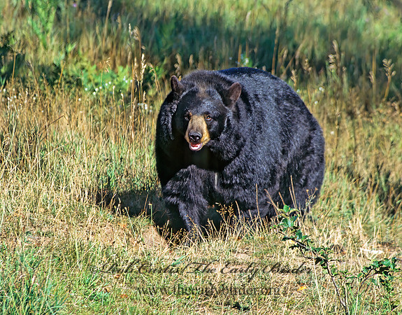 Ursus americanus  BLACK BEAR  302706z