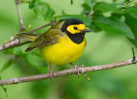 Setophaga citrina HOODED WARBLER 9000887z