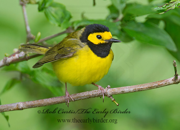 Setophaga citrina  HOODED WARBLER 9000887z