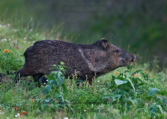 Tayassu angulatus  JAVELINA 6022730z