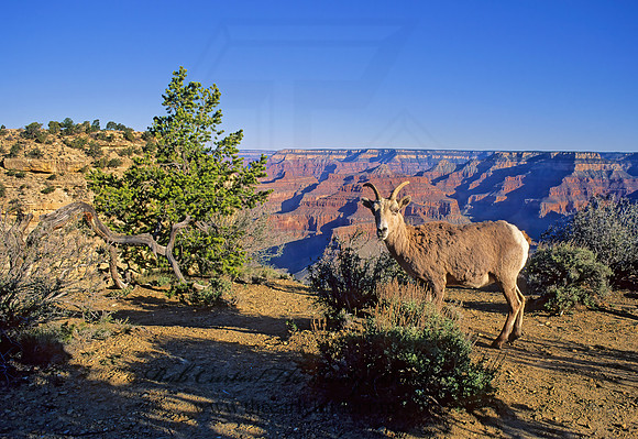 Ovis canadensis  BIGHORN SHEEP 120930z