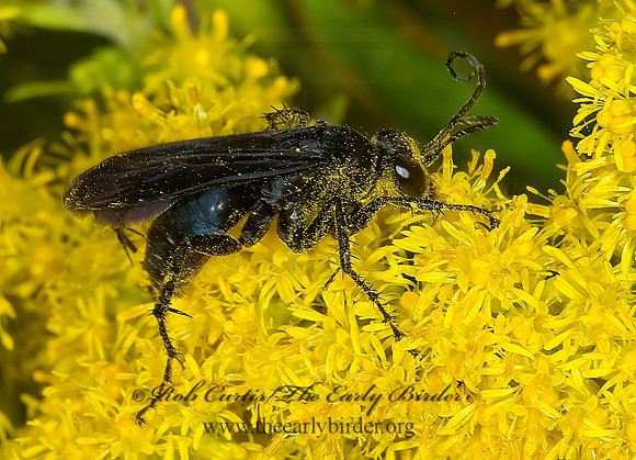 Pompilini  SPIDER WASP 7015127z