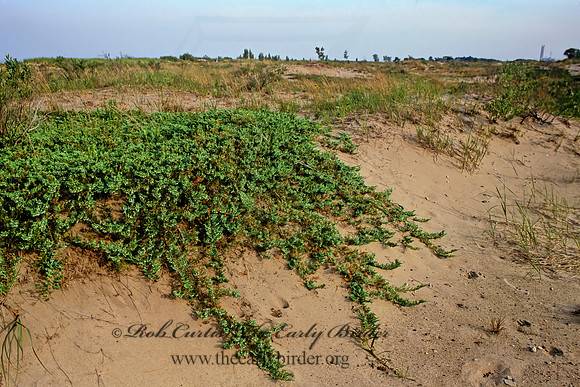 DUNES SCENE 282925z