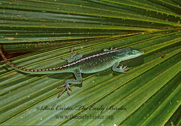 Anolis carolinensis  GREEN ANOLE 246536z
