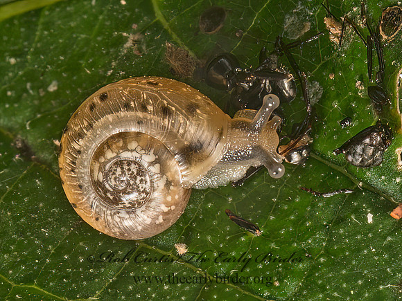 Mesodon or Neohelix  POLYGYRID SNAIL 9050239z
