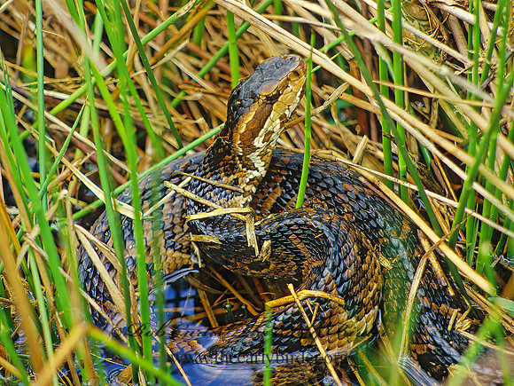 Agkistrodon puscivorus  EASTERN COTTONMOUTH 14412.1z