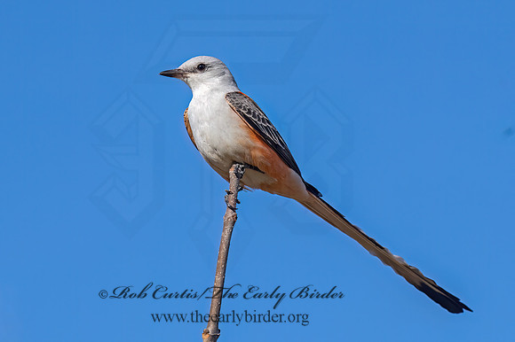 Tyrannus forficatus SCISSOR-TAILED FLYCATCHER 9091890z