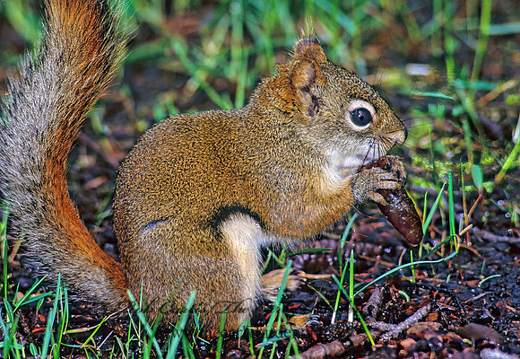 Tamiasciurus hudsonicus  AMERICAN RED SQUIRREL  234019 z