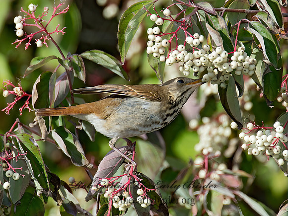 Catharus guttatus  HERMIT THRUSH 9015624z