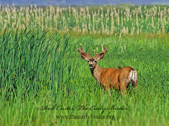 Odocoileus hemionus columbianus  COLUMBIAN BLACK-TAILED DEER 153516z