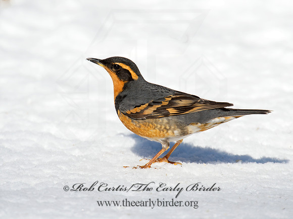 Ixoreus naevius  VARIED THRUSH 9007284z