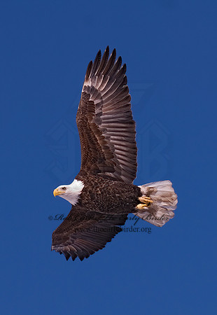 Haliaeetus leucocephalus  BALD EAGLE 6020266z