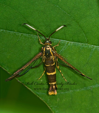 Carmenta bassiformis  EUPATORIUM BORER MOTH or ithacae 6010187z