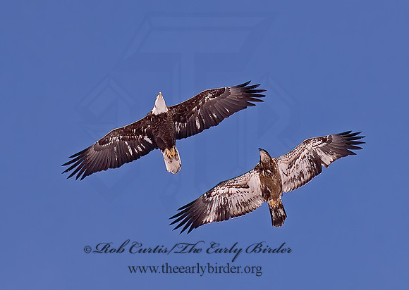 Haliaeetus leucocephalus  BALD EAGLE 6020659z