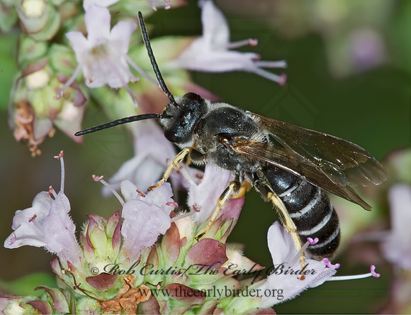 Halictus rubicundus 6011106 M z