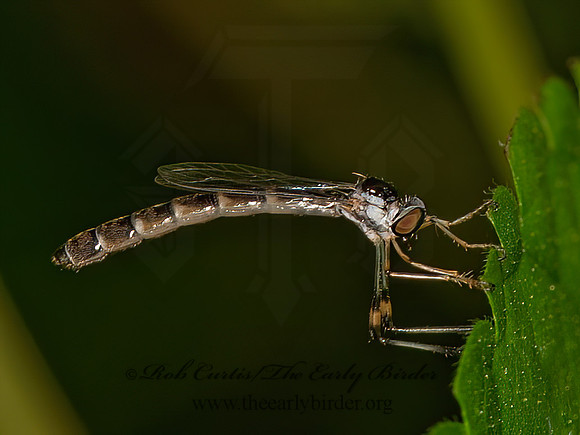 Leptogaster atridorsalis  LEPTOGASTRINAE ROBBER FLY 9066473z