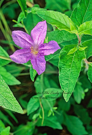 Ruellia nudiflora  VIOLET RUELLA 170927z