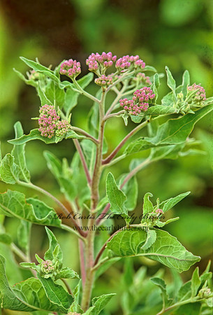 Pluchea odorata  SWEETSCENT 249704z