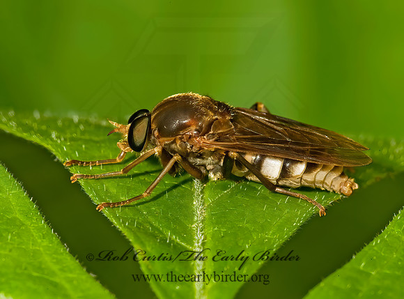 Coenomyia ferruginea XYLOPHAGID FLY 8014255z
