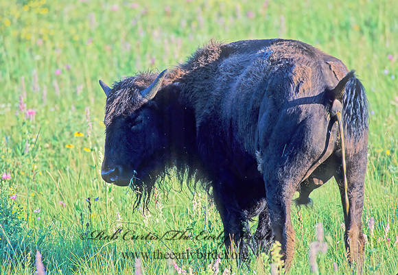 Bison bison  BISON 31016z