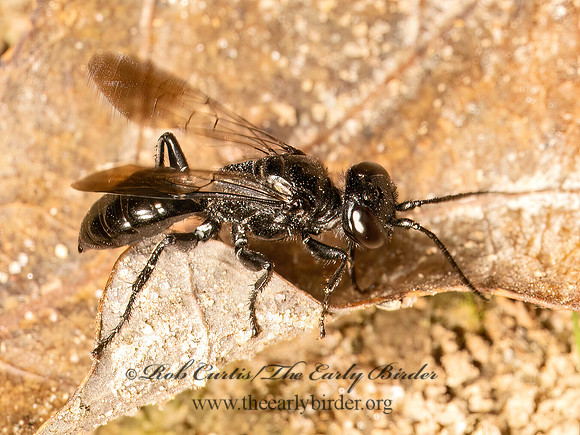 Astata unicolor CRABRONID WASP 9080875z