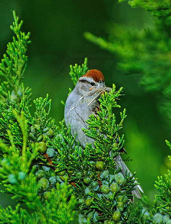 Spizella passerina  CHIPPING SPARROW 289821z