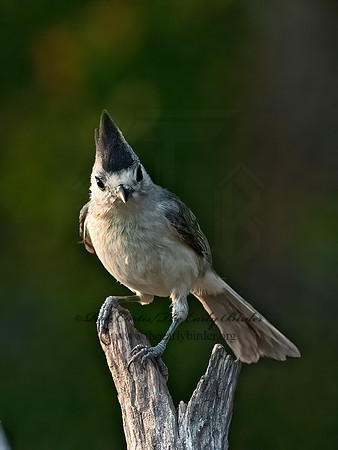Baeolophus atricristatus  BLACK-CRESTED TITMOUSE 3032934z