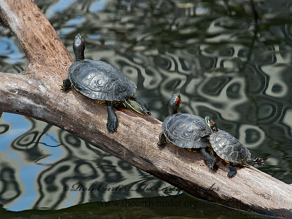 Trachemys scripta elegans  RED EARED SLIDER  9011950z