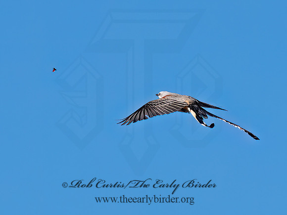 Tyrannus forficatus SCISSOR-TAILED FLYCATCHER 9091862z