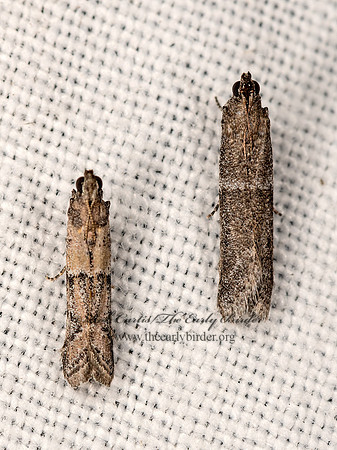 Ephestiodes PHYCITINI PYRALID MOTH 3023666z