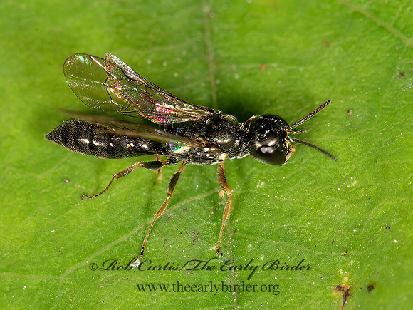 Passaloecus  APHID WASP 9041460z