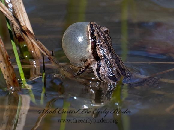 Pseudacris maculata BOREAL CHORUS FROG 9075683i