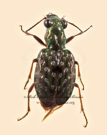 Elaphrus olivaceus 9015959z