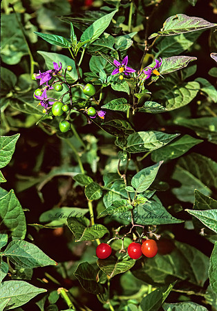 Solanum dulcamara  BITTERSWEET NIGHTSHADE 244229z